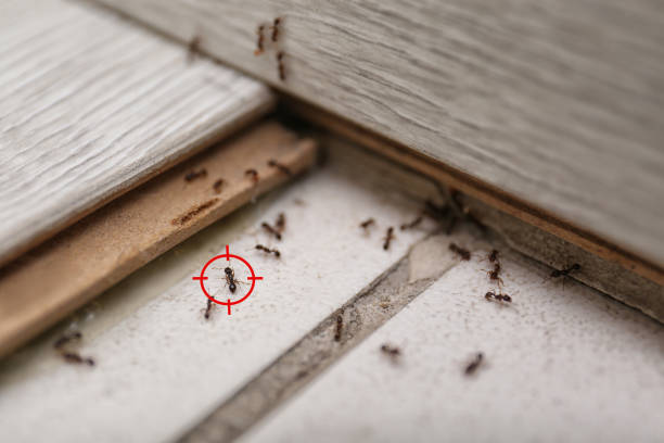 Best Affordable Pest Control Services  in Moscow, PA