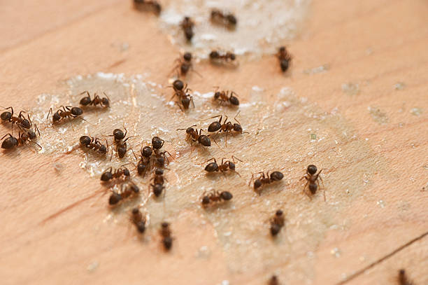 Best Wasp Removal Services  in Moscow, PA
